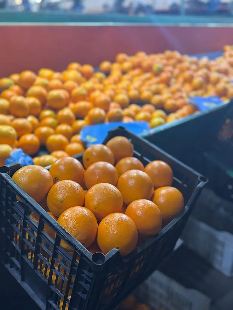 Oranges prepared at a packing facility in Egypt