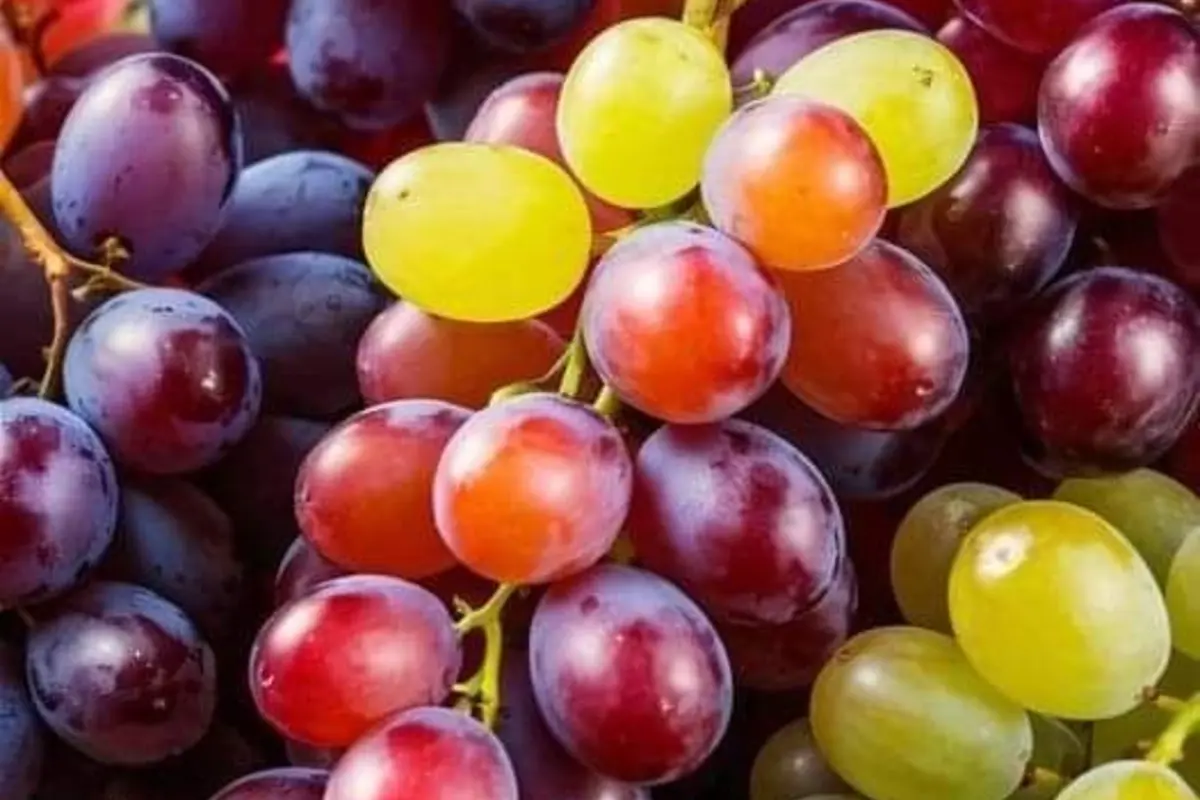 Fresh table grapes