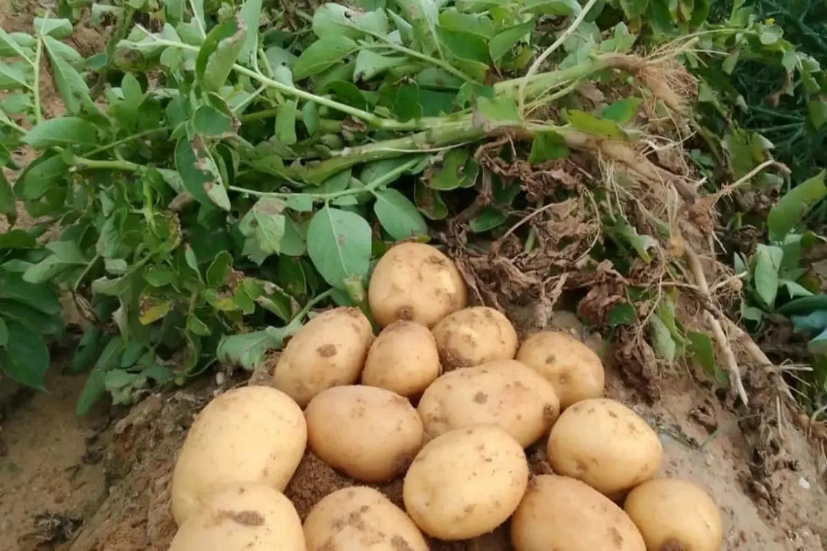 Fresh potatoes