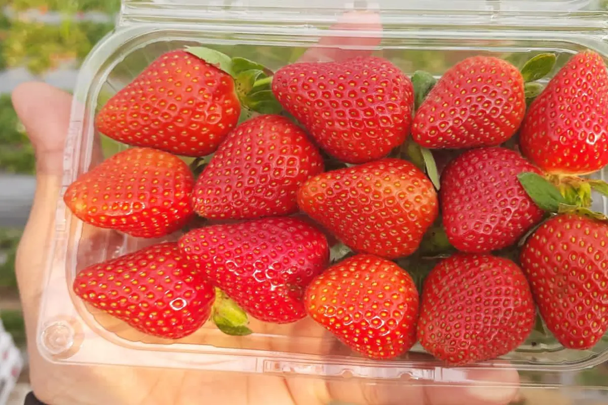 Fresh strawberries