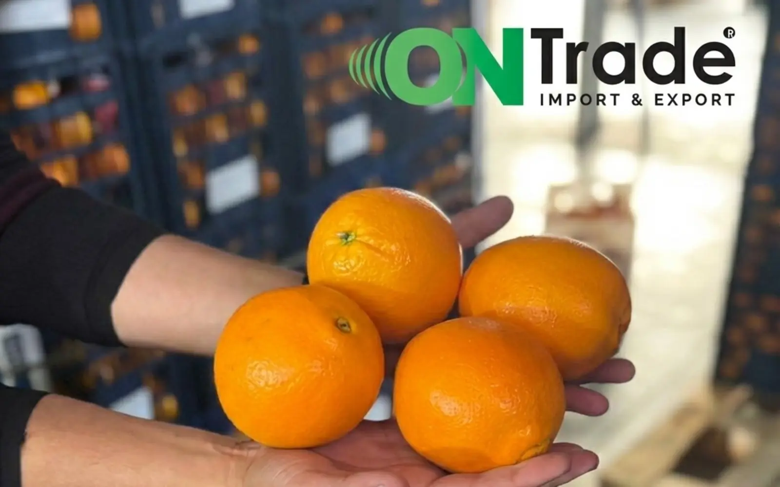 Fresh oranges at the packing facility