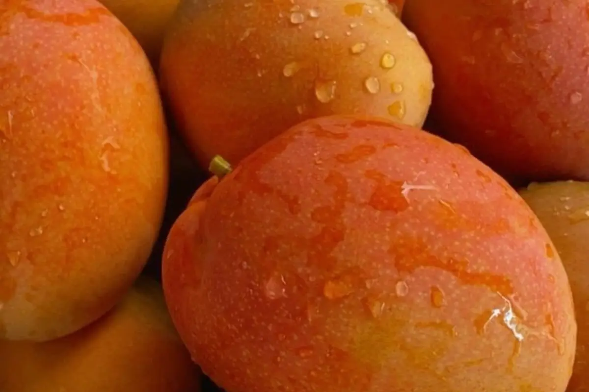 Fresh Egyptian mangoes