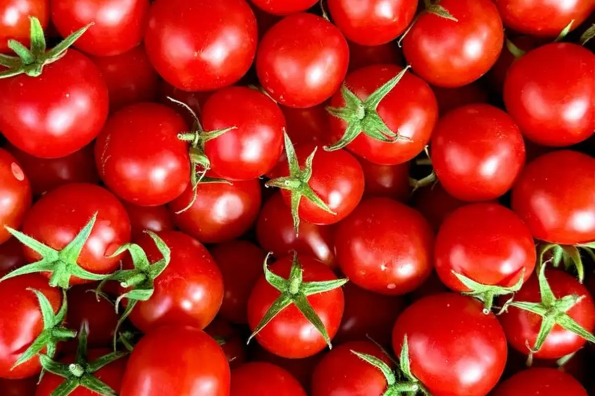 Fresh red tomatoes
